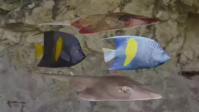 Fishes angelfish in ocean 3D Model Collection