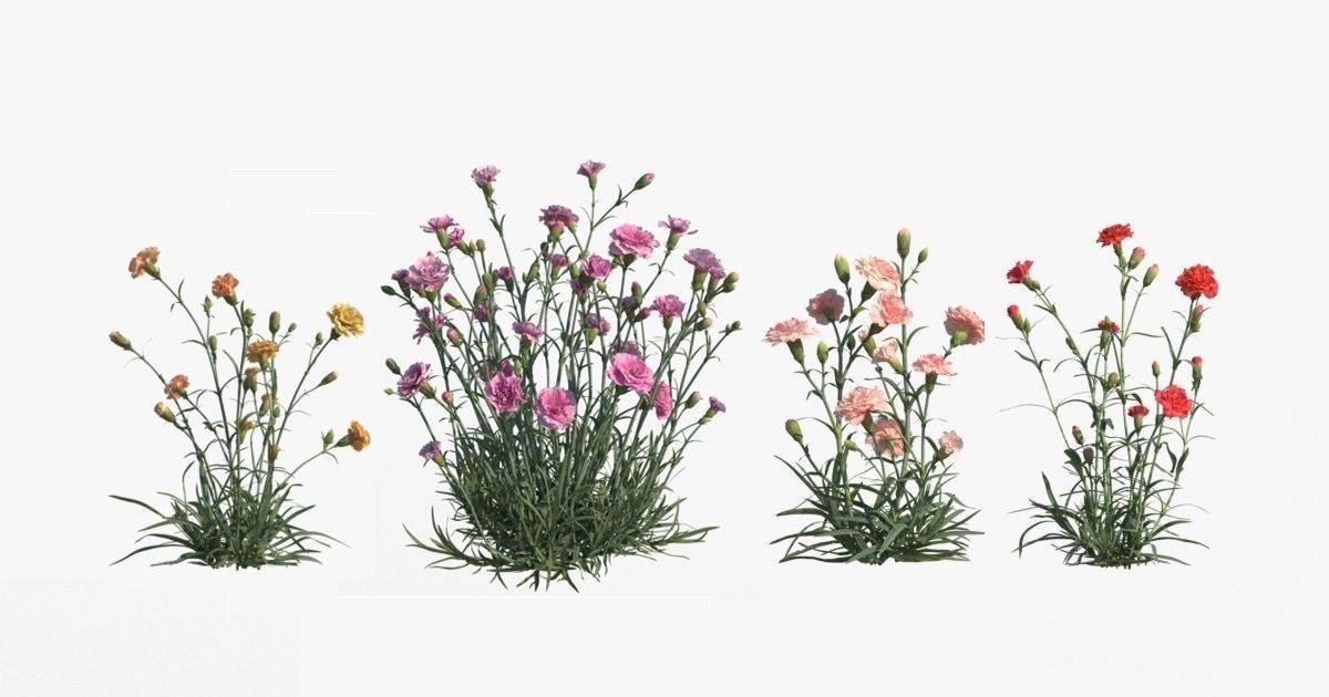 Carnation VFX Grace 3D model_2