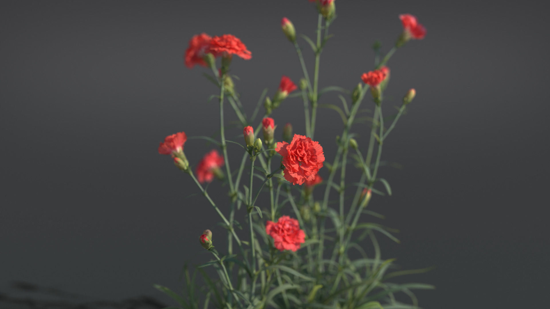 Carnation VFX Grace 3D model_7