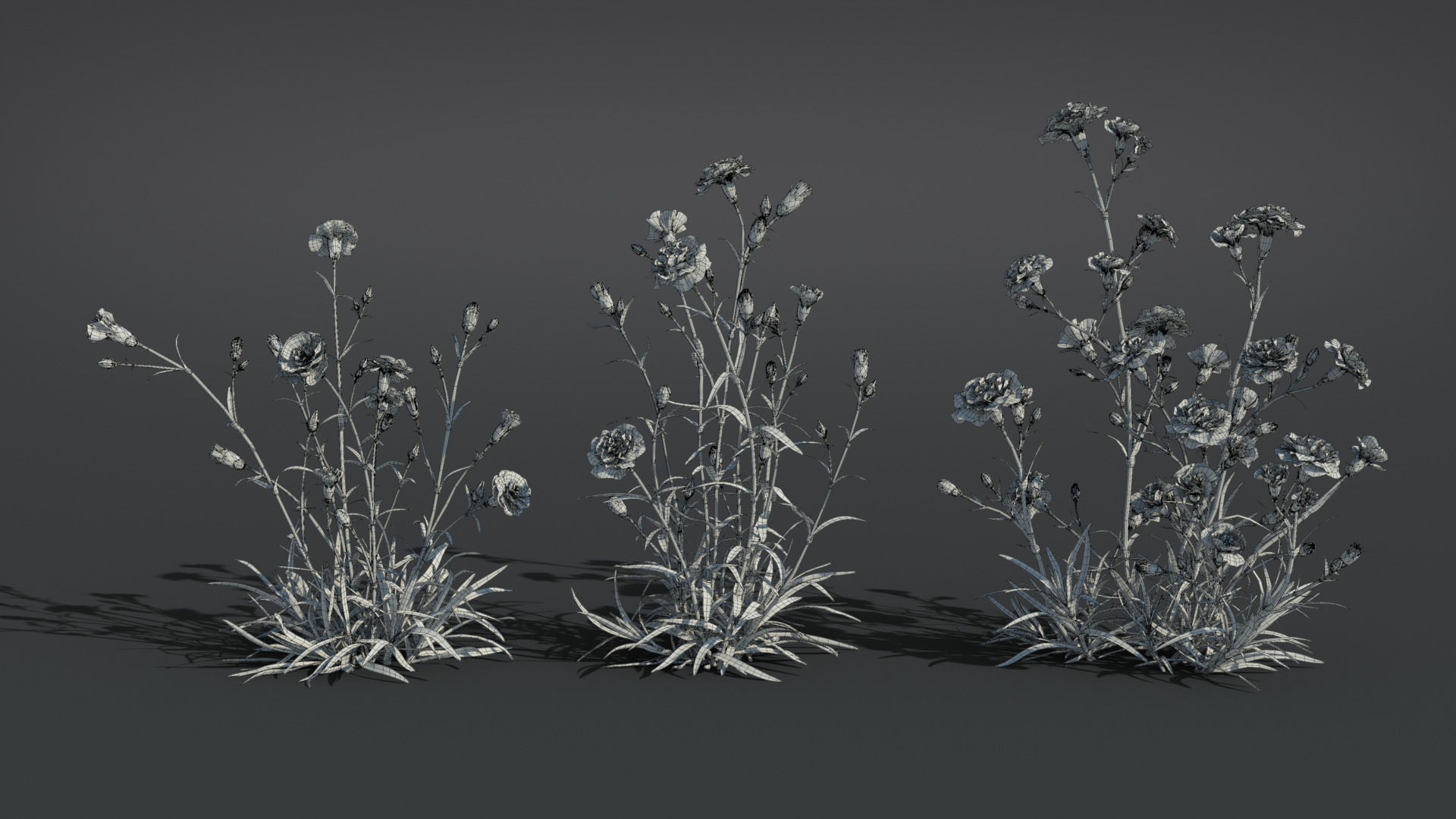 Carnation VFX Grace 3D model_13
