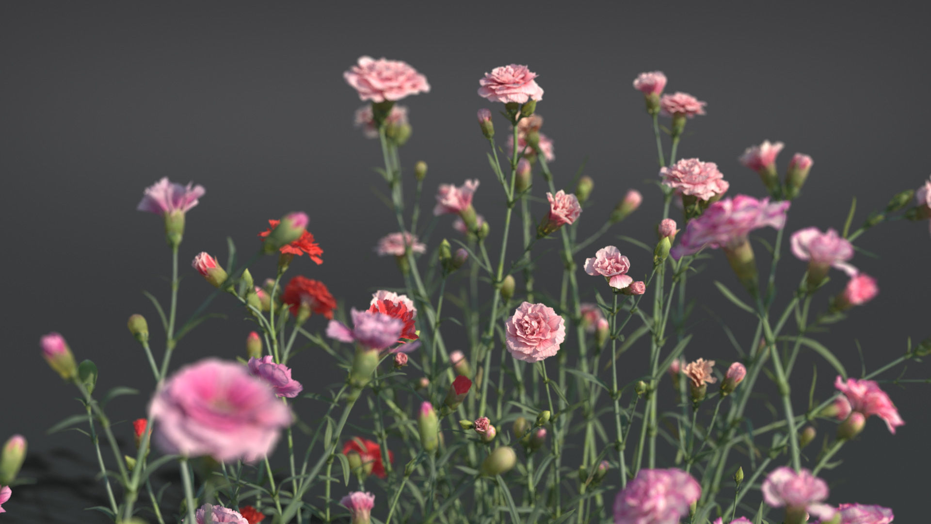 Carnation VFX Grace 3D model_8