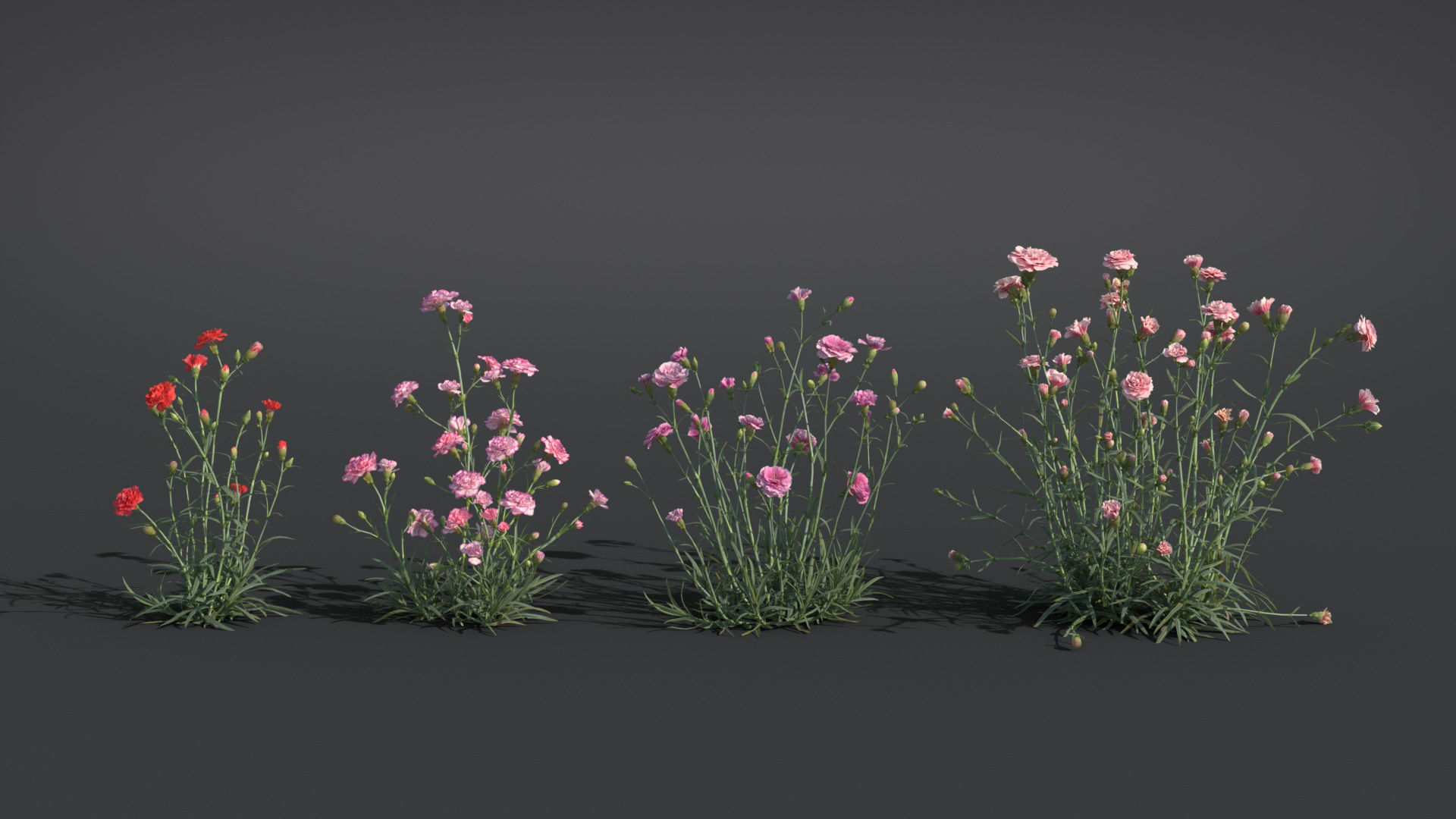 Carnation VFX Grace 3D model_5