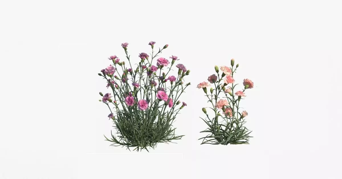 Carnation VFX Grace 3D model_0