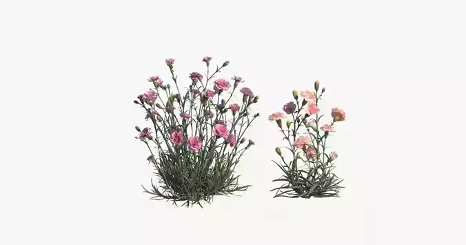 Carnation VFX Grace 3D model