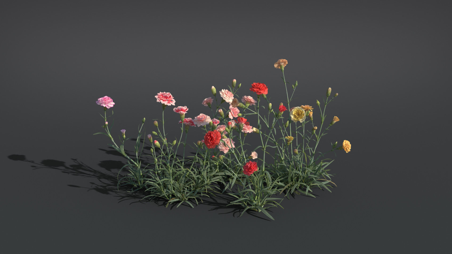 Carnation VFX Grace 3D model_6