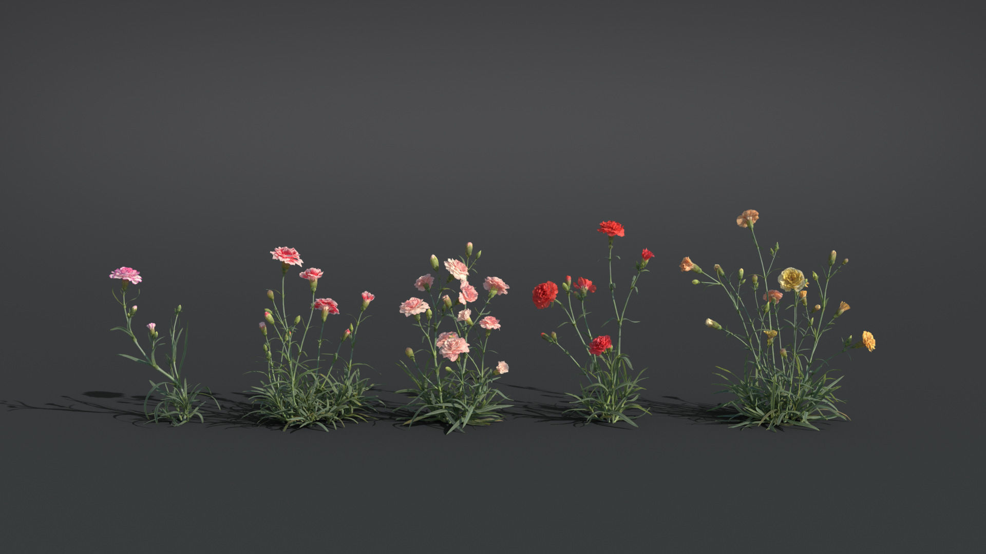 Carnation VFX Grace 3D model_4