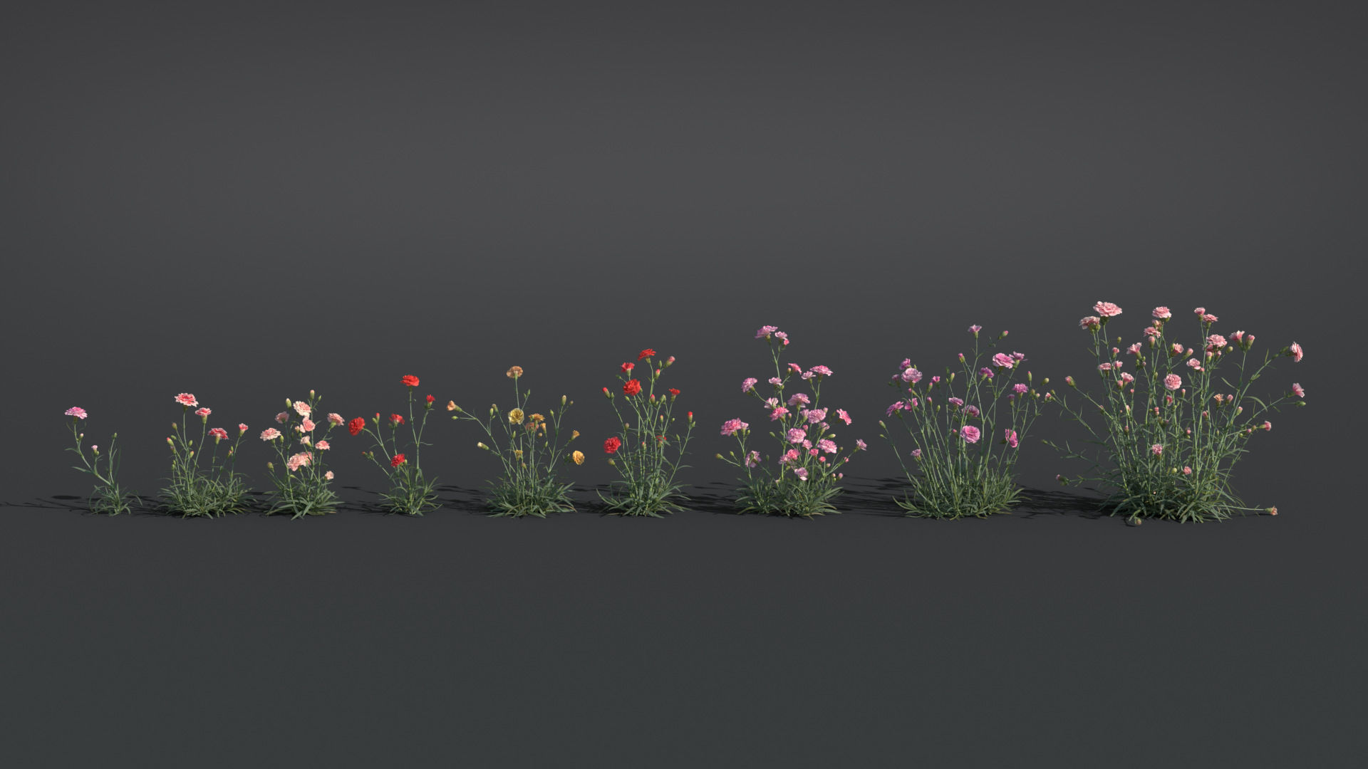 Carnation VFX Grace 3D model_3