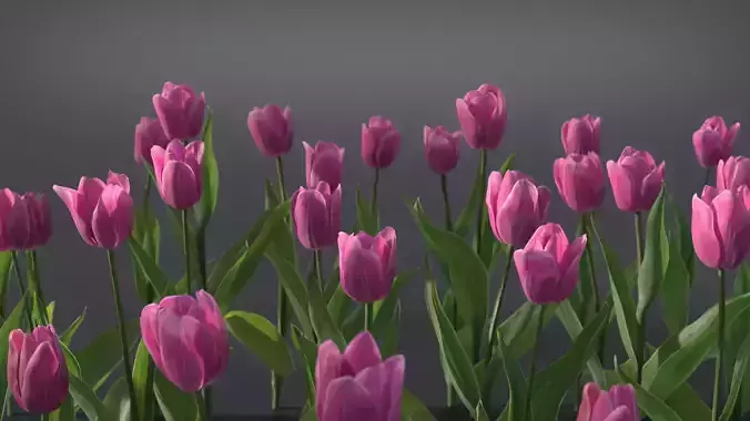 Tulip VFX Grace 3D model