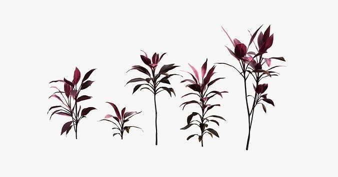 Cordyline Fruticosa VFX Grace 3D model