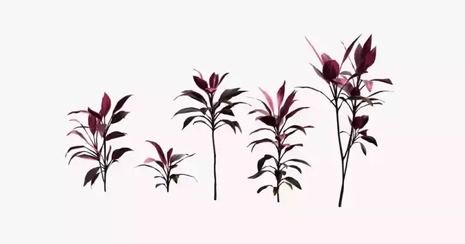 Cordyline Fruticosa VFX Grace 3D model