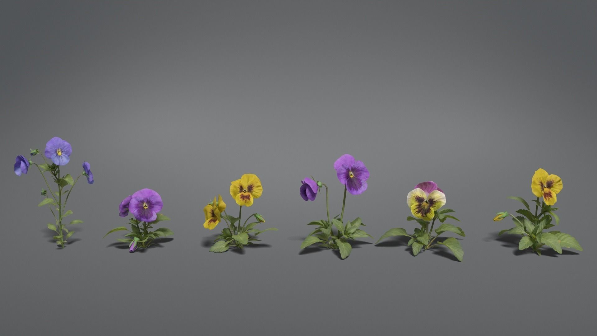 Pansy VFX Grace 3D model_4