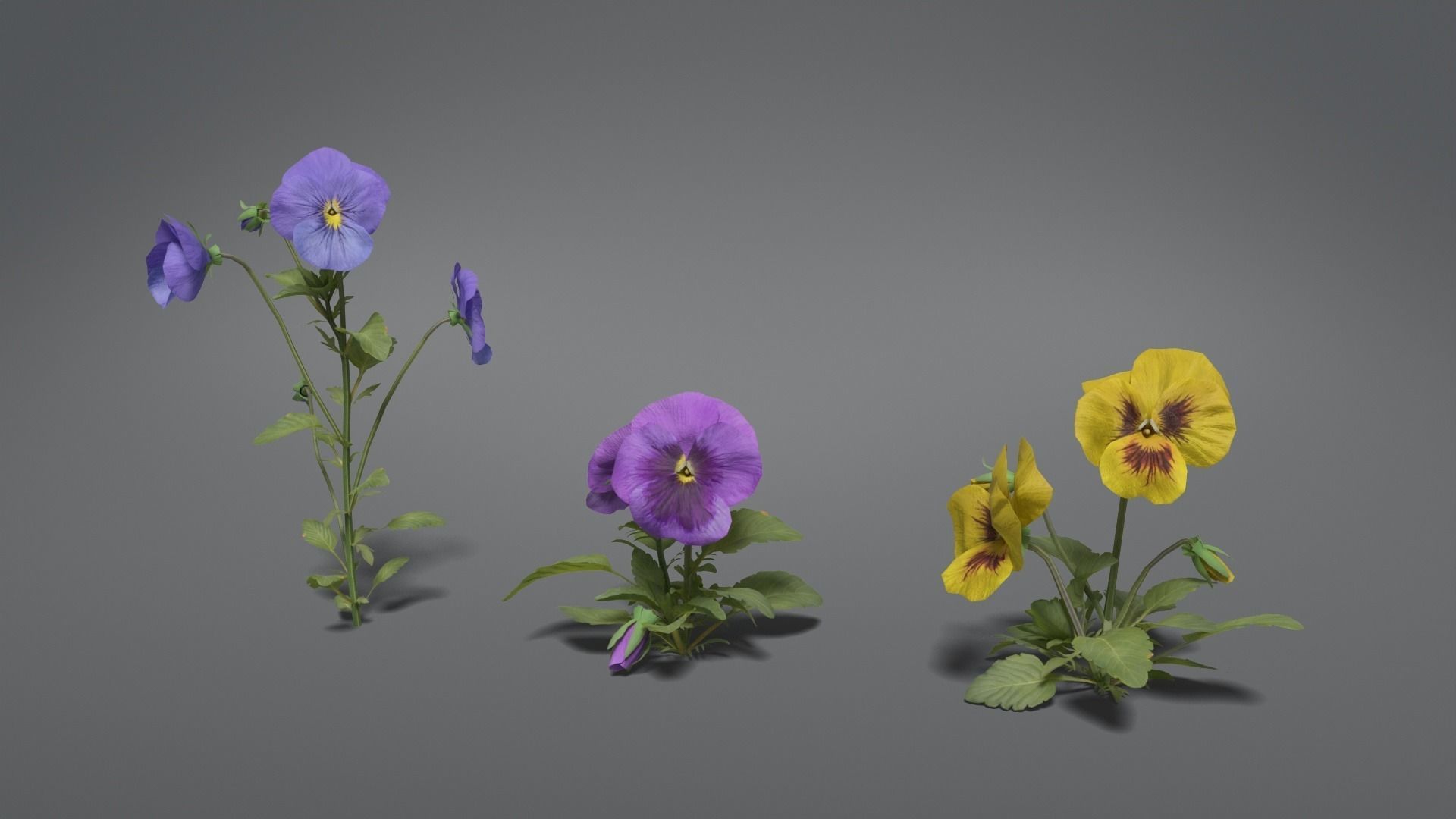Pansy VFX Grace 3D model_2