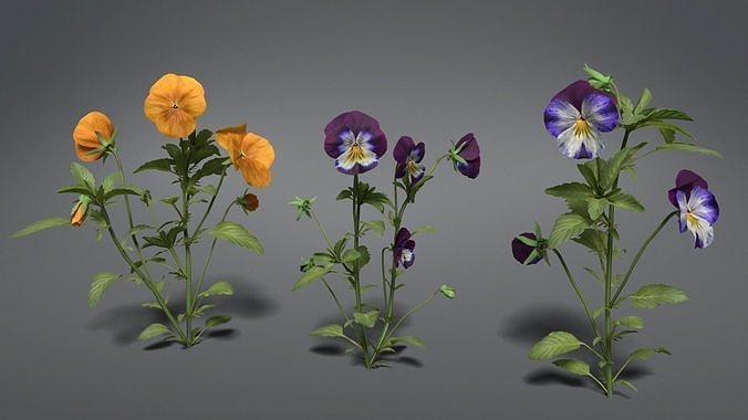 Pansy VFX Grace 3D model