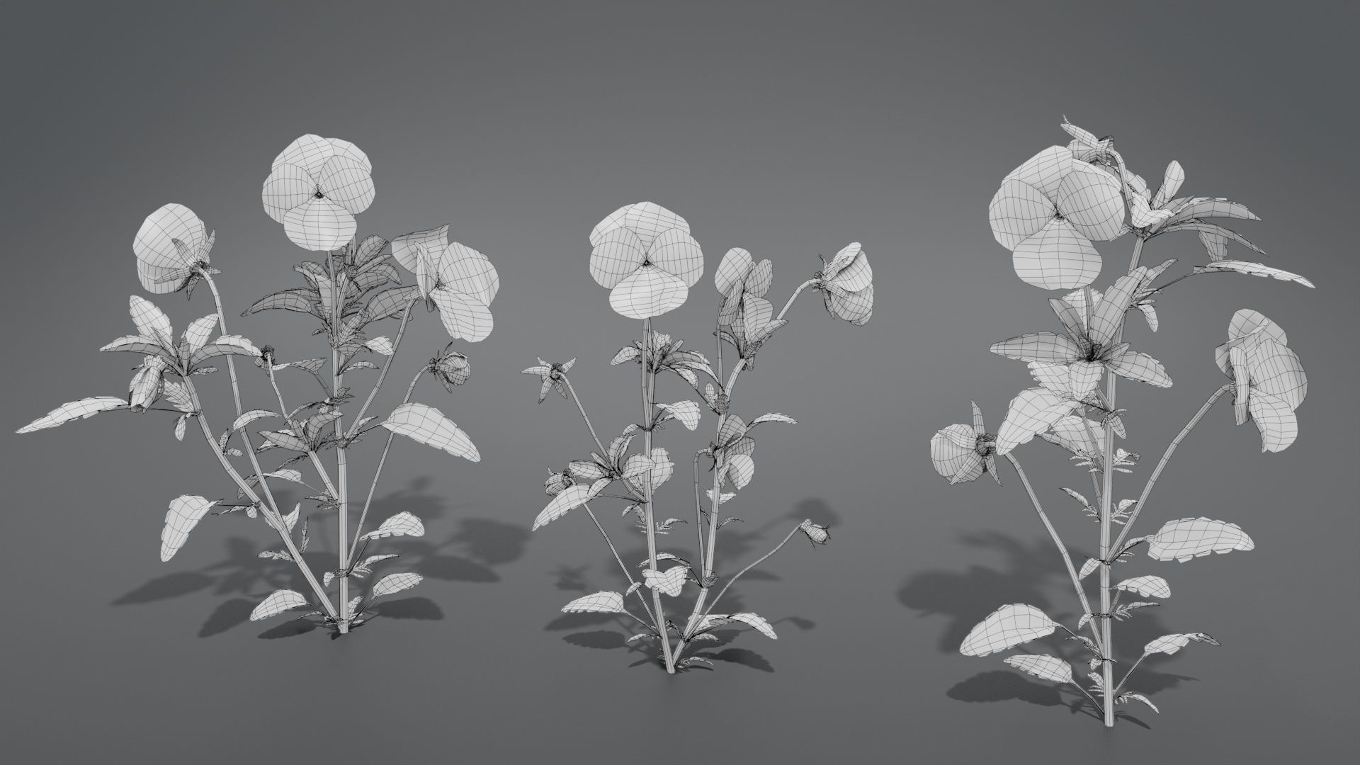 Pansy VFX Grace 3D model_11