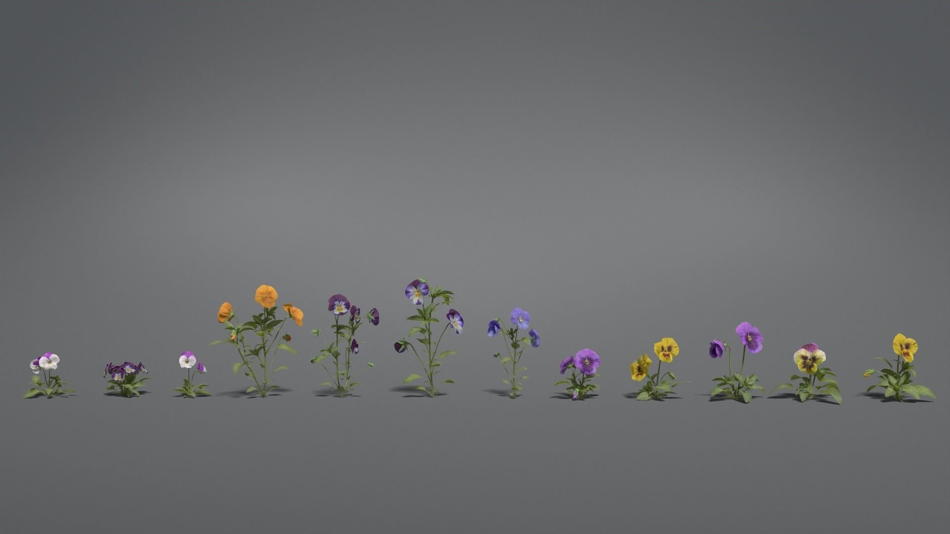 Pansy VFX Grace 3D model_3
