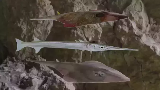Fishes three fish on rock 3D Model Collection