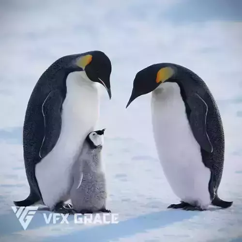 Emperor Penguin Animated  VFX Grace 3D model