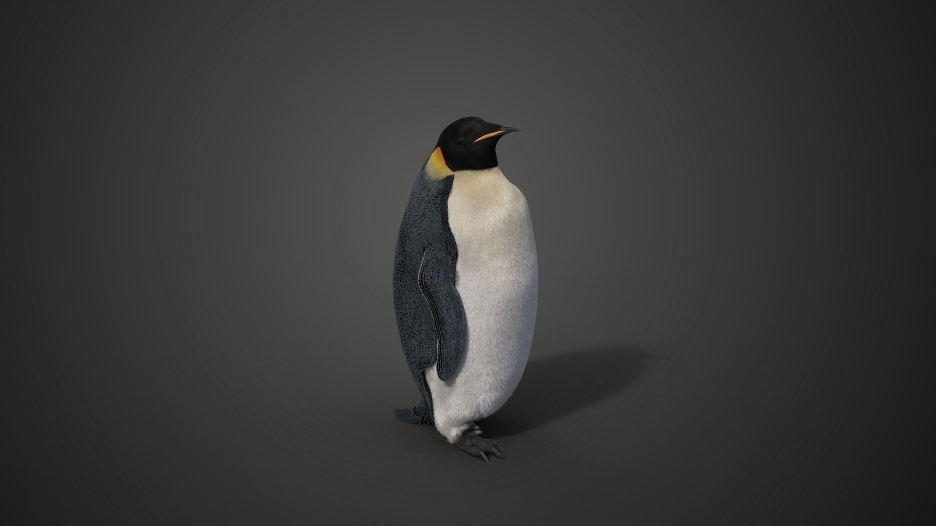 Emperor Penguin Rigged  VFX Grace 3D model_3
