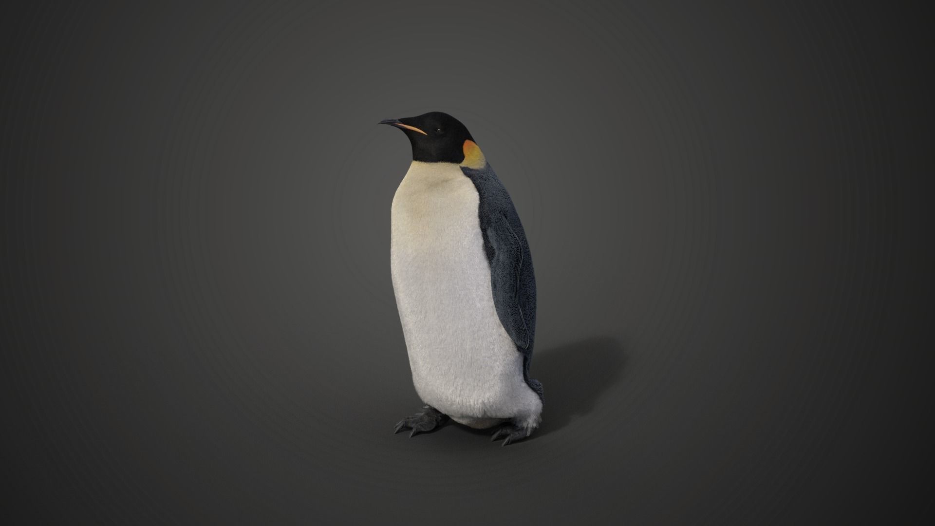 Emperor Penguin Rigged  VFX Grace 3D model_5