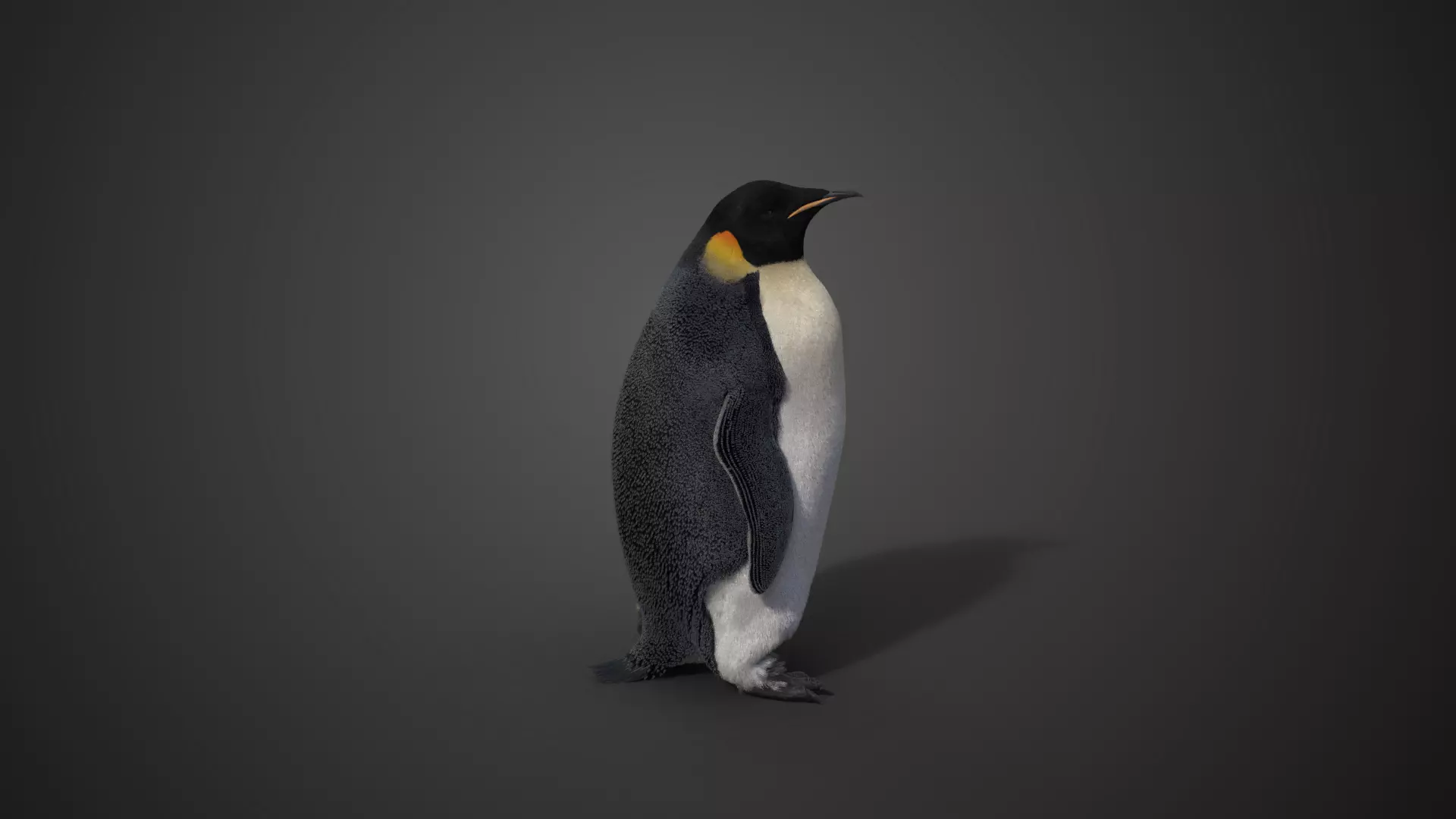 Emperor Penguin Rigged  VFX Grace 3D model_0