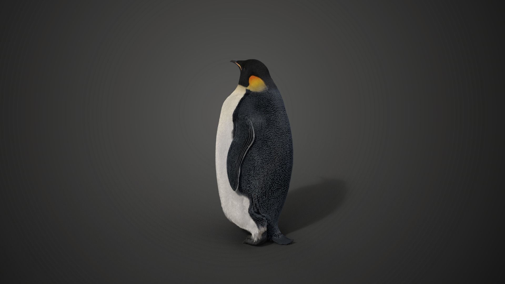 Emperor Penguin Rigged  VFX Grace 3D model_4