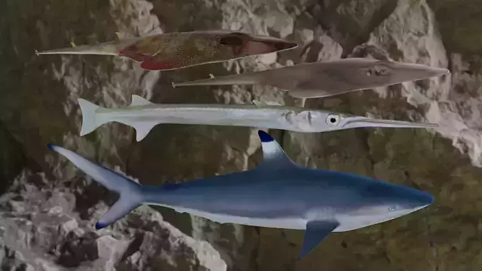 Fishes tuna fish in ocean 3D Model Collection