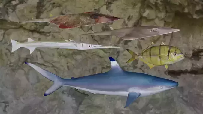 Fishes fish swimming in water 3D Model Collection