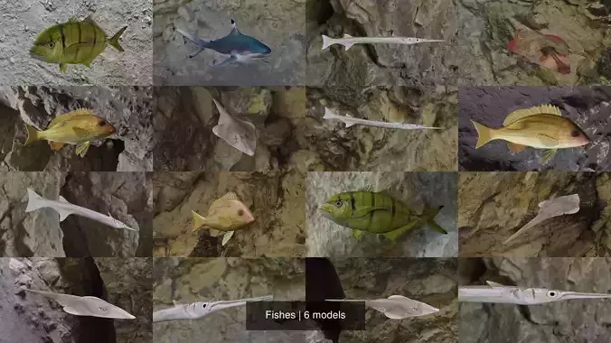 Fishes fish swimming in water