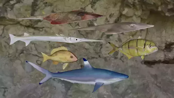 Fishes fish swimming in water 3D Model Collection
