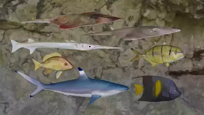 Fishes fish swimming in water 3D Model Collection