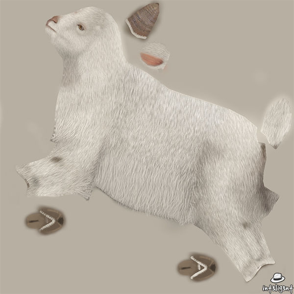 Goat 3D Low-poly 3D model_8