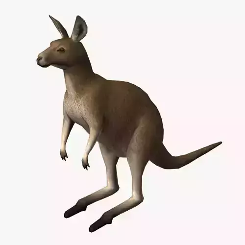 Kangaroo