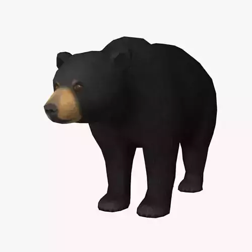 Bear Model