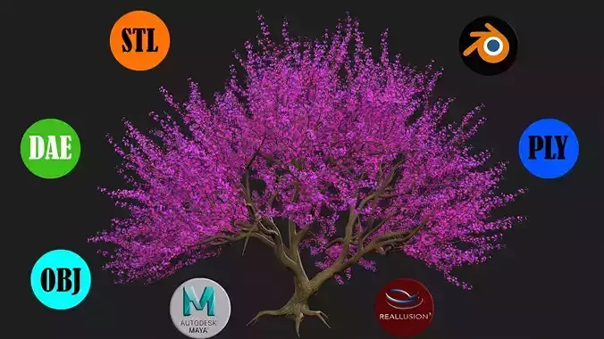 Tree Cherry Blossoms