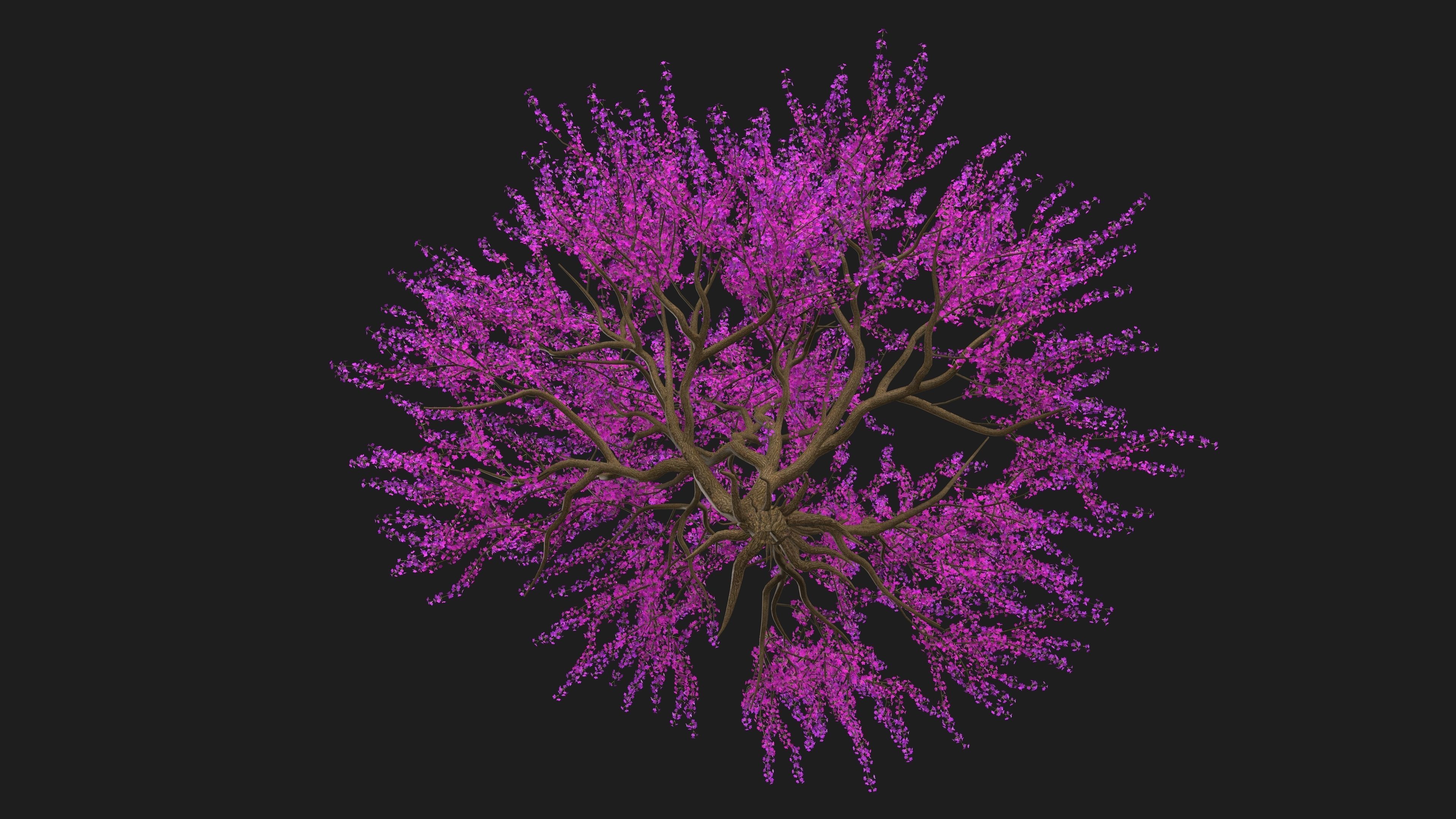 Tree Cherry Blossoms 3D model_8