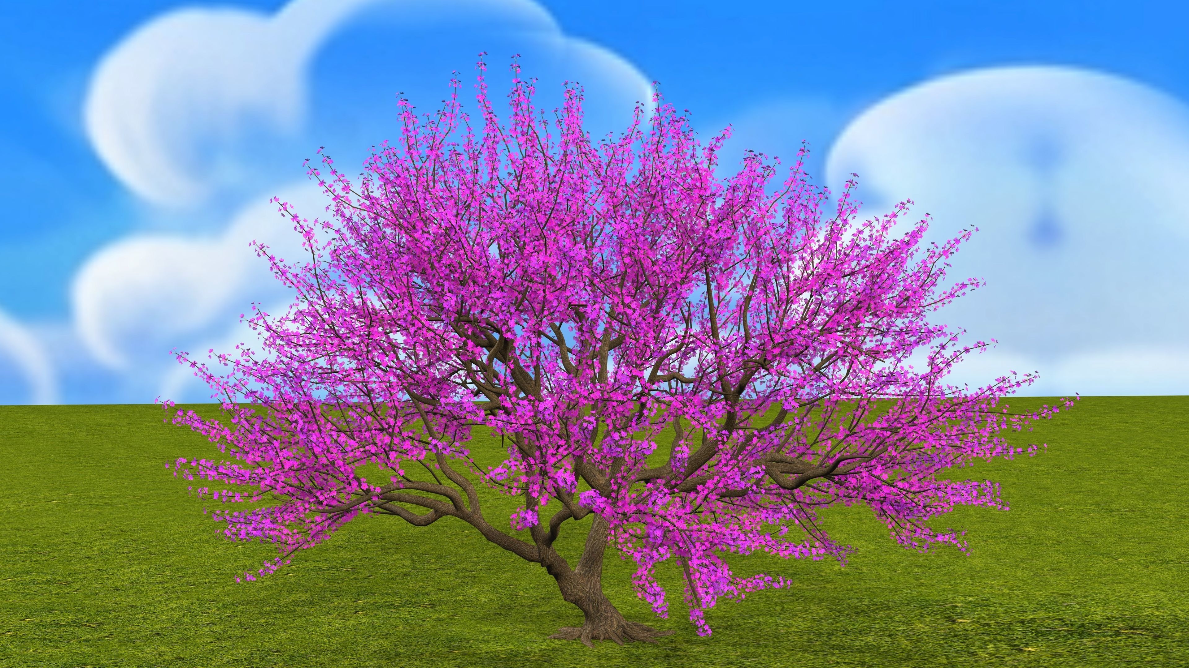 Tree Cherry Blossoms 3D model_4