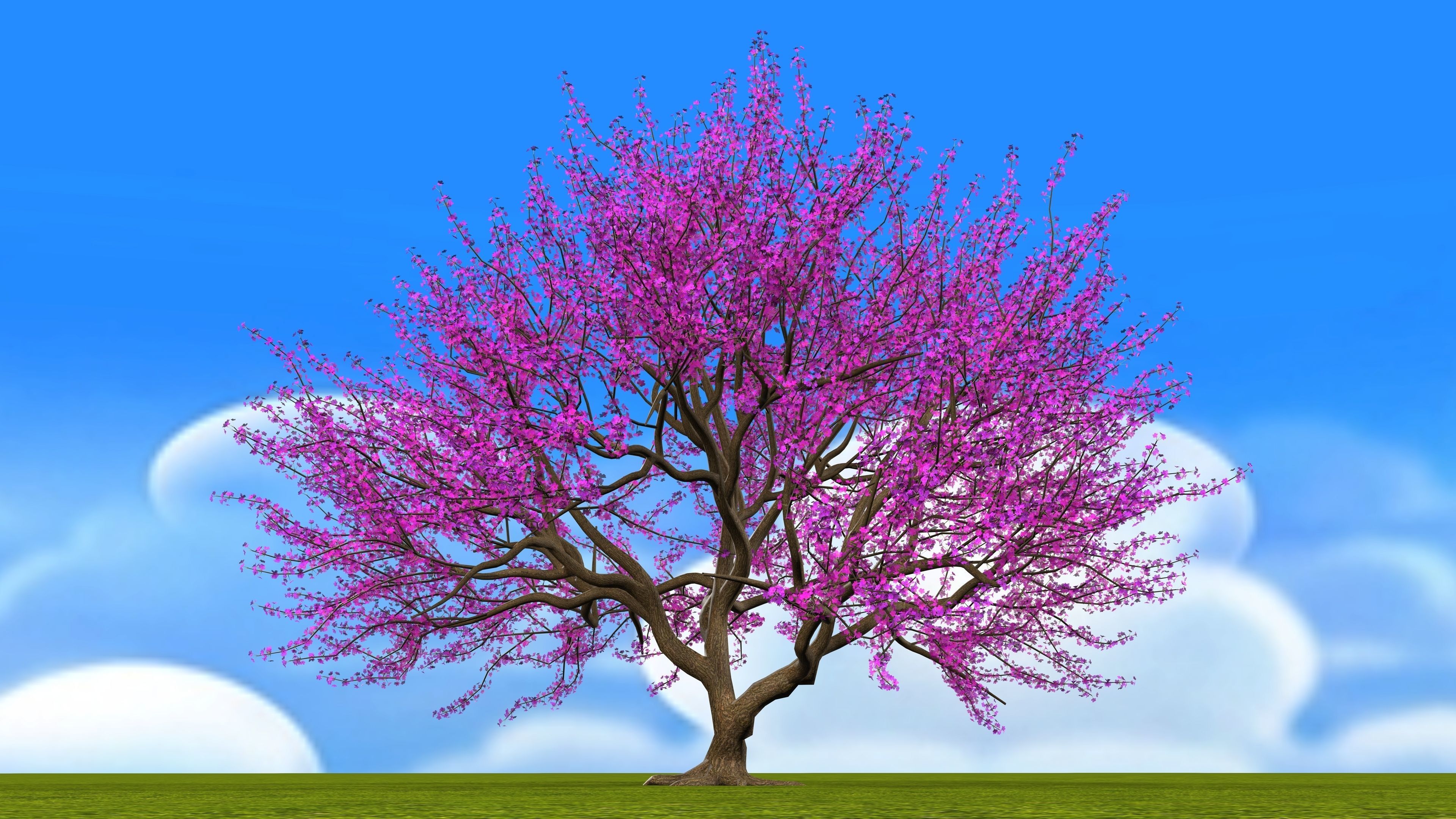 Tree Cherry Blossoms 3D model_3