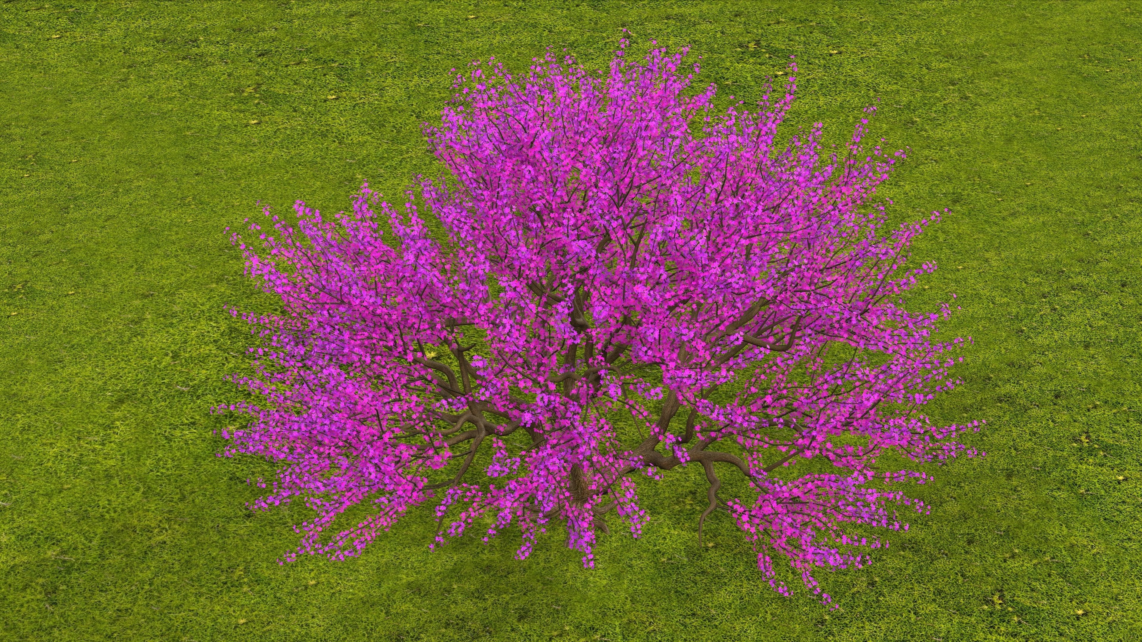 Tree Cherry Blossoms 3D model_5