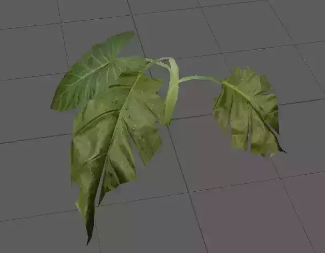 AlocasiaMacrorrhiza leaf