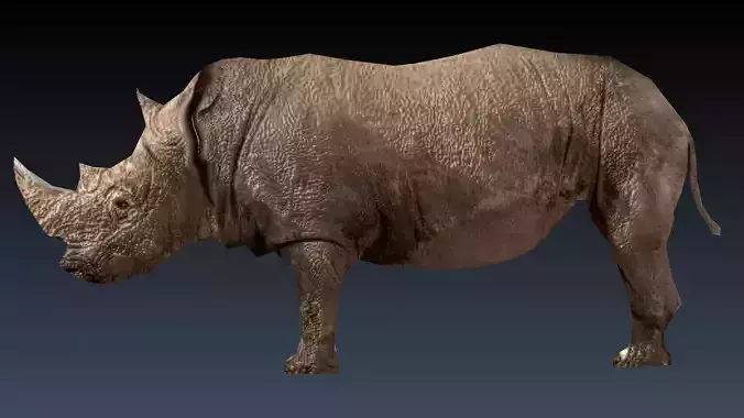 Rinosaurs rhinoceros Low-poly 3D model