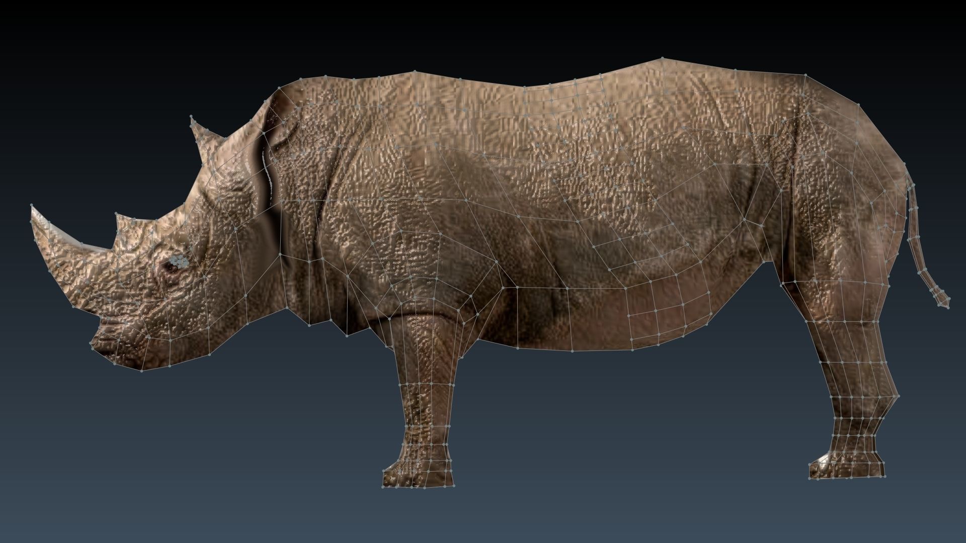 Rinosaurs rhinoceros Low-poly 3D model_5