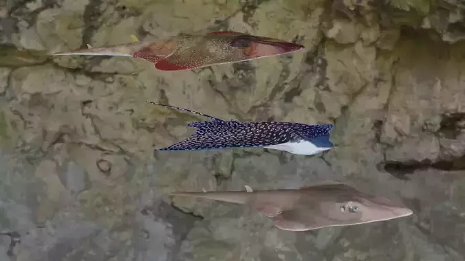 Fishes stingray swimming in ocean 3D Model Collection