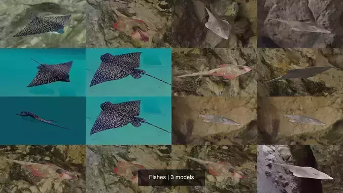 Fishes stingray swimming in ocean