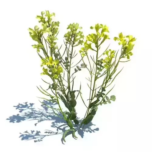 Yellow Wild Flower 3D model