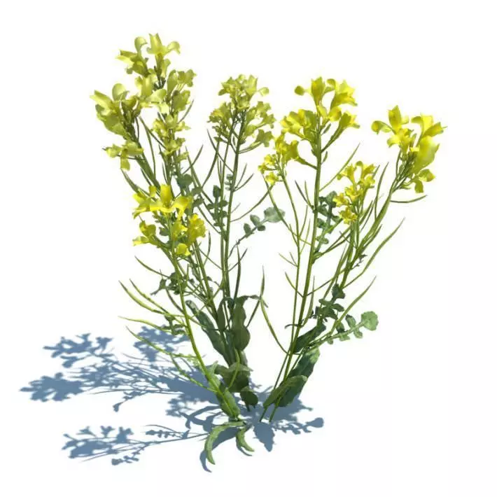 Yellow Wild Flower 3D model_0
