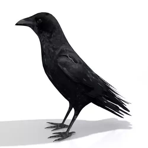 Crow 3d model - Low-poly 3D model