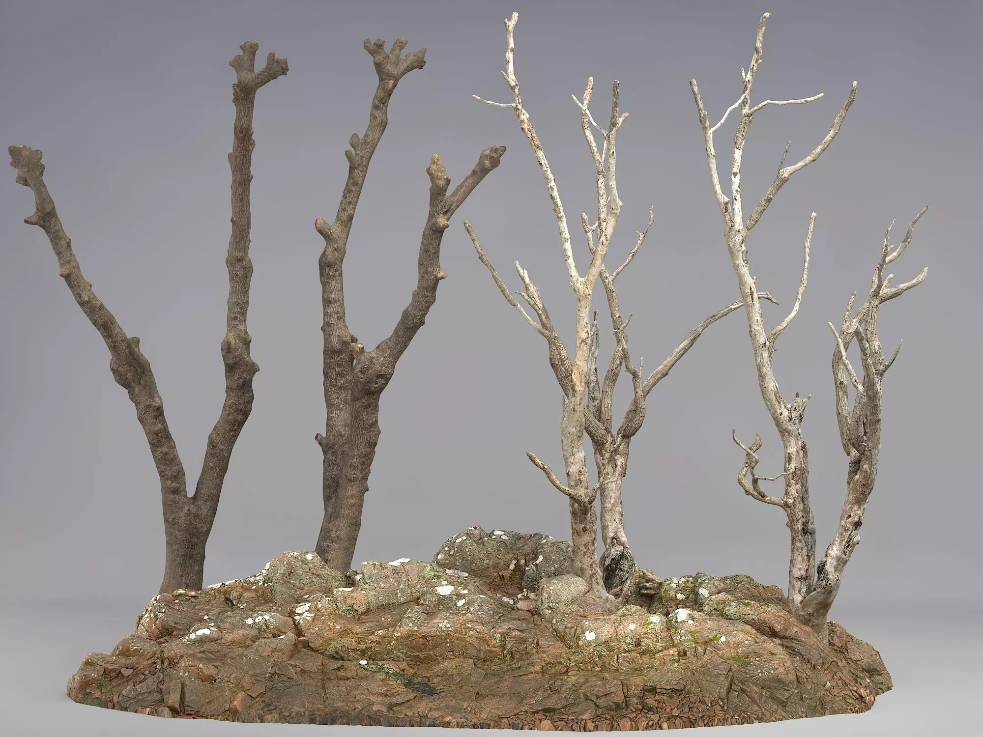 Dry trunk and branches 3D model_0