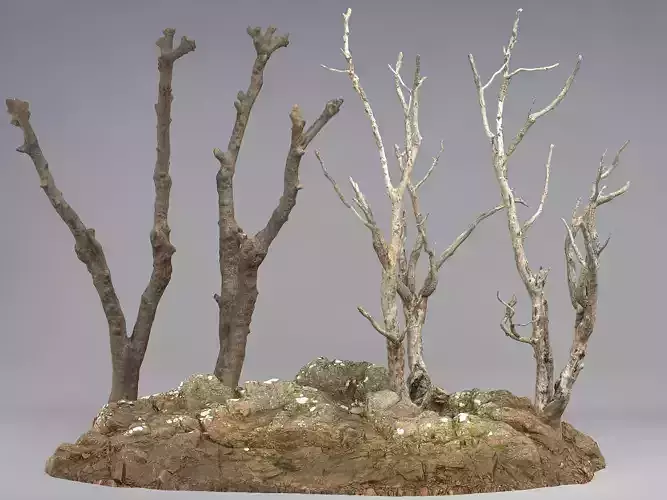 Dry trunk and branches 3D model