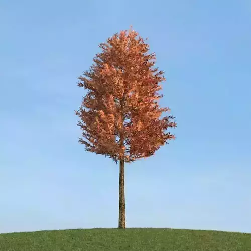 Broad Leaf Tree In Fall Season