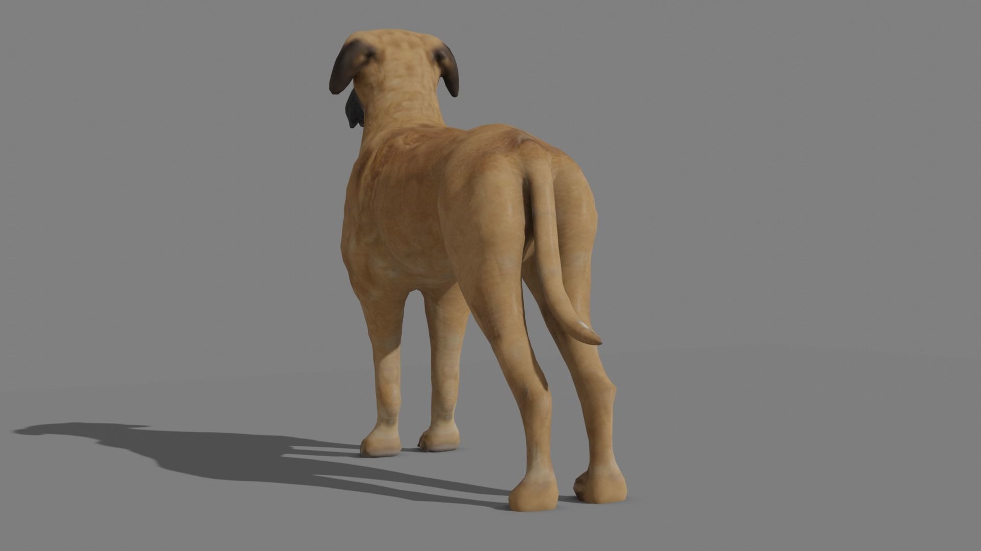 GREAT DANE Low-poly 3D model_8